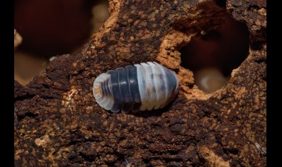 Cubaris sp. White Shark (CB by BugzUK)