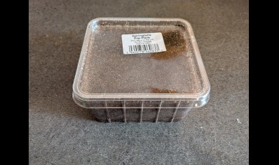 z- Tropical Springtails Culture Pre Pack Collembolla Sp (Price is per pack)