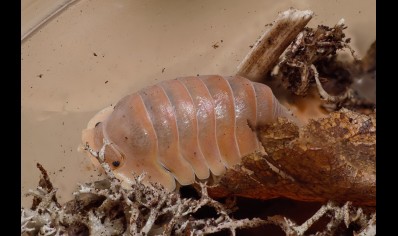 Cubaris sp. 'Crabby' (CB by BugzUK)