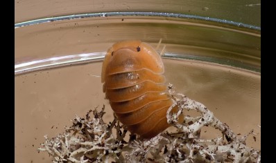 Cubaris sp. 'Crabby' (CB by BugzUK)