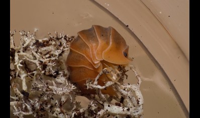 Cubaris sp. 'Crabby' (CB by BugzUK)