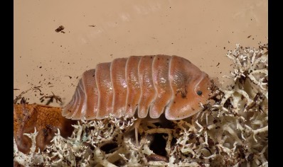 Cubaris sp. 'Crabby' (CB by BugzUK)