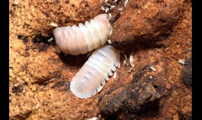 Cubaris sp. Pink Panda King (CB by BugzUK)