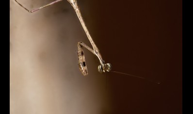 Euchomenella heteroptera - Giraffe Mantis (CB by BugzUK)