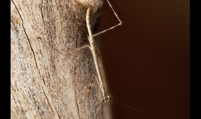 Euchomenella heteroptera - Giraffe Mantis (CB by BugzUK)