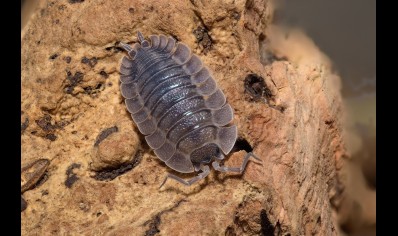 Porcellio spatulatus 'Coros' (CB by BugzUK)