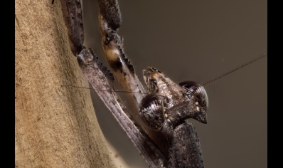 Danuria barbozae Cf - African Stick Mantis CB by BugzUK
