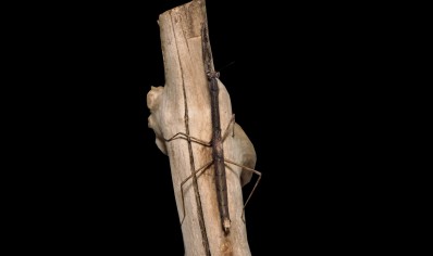 Danuria barbozae Cf - African Stick Mantis CB by BugzUK
