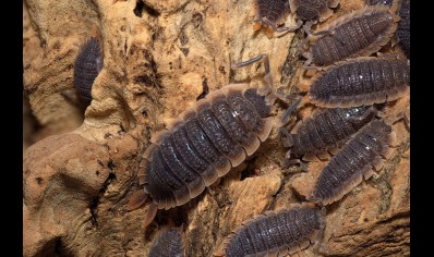 Porcellio echinatus 'Red Edge' (CB by BugzUK)