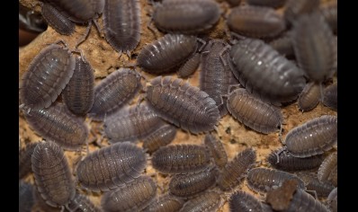Porcellio spatulatus - Spatula Isopod (CB by BugzUK)