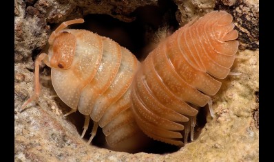 Armadillidium pallasii 'Orange' (CB by BugzUK)