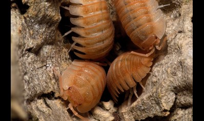 Armadillidium pallasii 'Orange' (CB by BugzUK)