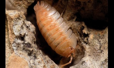 Armadillidium pallasii 'Orange' (CB by BugzUK)
