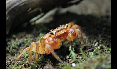 Metasesarma aubryi - Red Apple Crab - Females