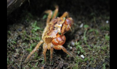 Metasesarma aubryi - Red Apple Crab - Females