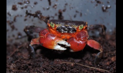 Metasesarma aubryi - Red Apple Crab - Females