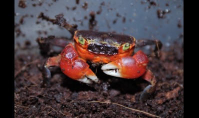 Metasesarma aubryi - Red Apple Crab - Females