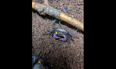Geosesarma bogorensis - Purple Vampire crab - Females