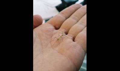 Myronides glaucus - Turquoise Stick Insect (CB by BugzUK)