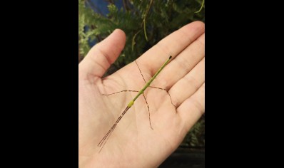 Myronides glaucus - Turquoise Stick Insect (CB by BugzUK)