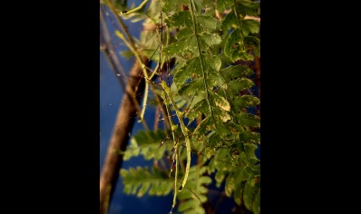 Myronides glaucus - Turquoise Stick Insect (CB by BugzUK) - PACK OF 10