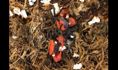 Geosesarma hagen - Red Devil Vampire Crab - Females
