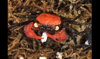 Geosesarma hagen - Red Devil Vampire Crab - Females
