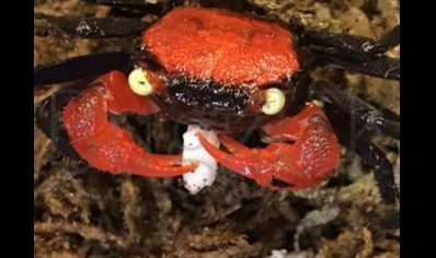 Geosesarma hagen - Red Devil Vampire Crab - Females