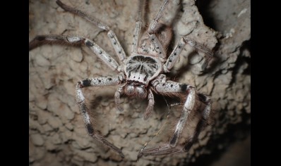 Holconia murrayensis - Murray Banded Huntsman CB