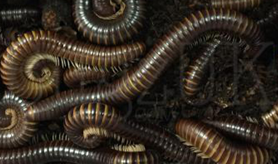 Banded Millipede group of 5