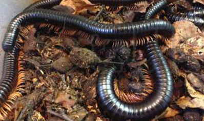 Spirostreptus giganteus - Giant Madagascan Millipede