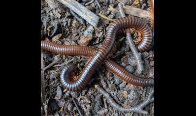 Spirostreptus giganteus - Giant Madagascan Millipede