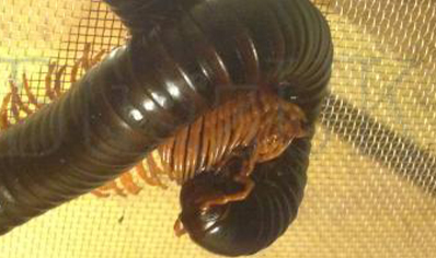 Spirostreptus giganteus - Giant Madagascan Millipede