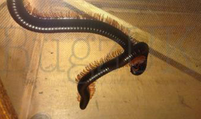 Spirostreptus giganteus - Giant Madagascan Millipede