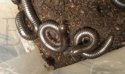 Delta Brown Nigerian Millipede