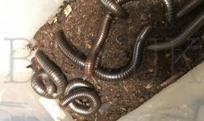 Delta Brown Nigerian Millipede group of 5