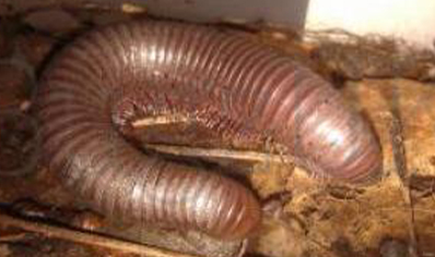 Helicochetus Dimidiatus Grey Millipede