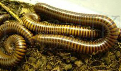 Pachybolus ligulatus - African amber millipede *special offer*