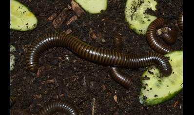 Spirostreptus Sp 8 'Green Stripe'