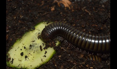 Spirostreptus Sp 8 'Green Stripe'