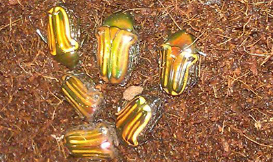 Coptomia Mauritiana