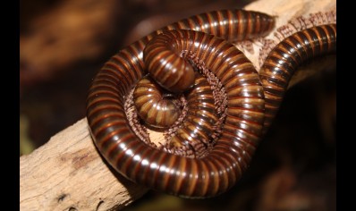 Telodeinopus aouti... group of 5 (C/B by BugzUK)