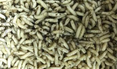 1:Feeder Flies - Calliphoridae maggots