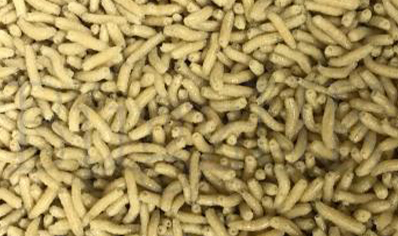 1:Feeder Flies - Lucilia Sericata pinkies live maggots