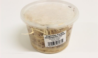 1: Feeder flies - Drosophila hydei - Fruit Fly Cultures