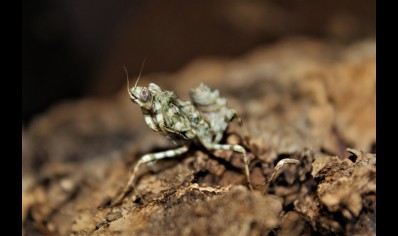 Blepharopsis Mendica  - Thistle Mantis