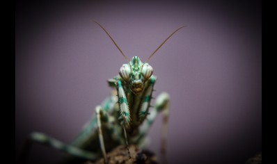 Blepharopsis Mendica  - Thistle Mantis