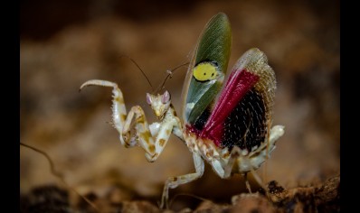 Creobroter Sp yunnan - Yunnan Flower Mantis (C/B by BugzUK)