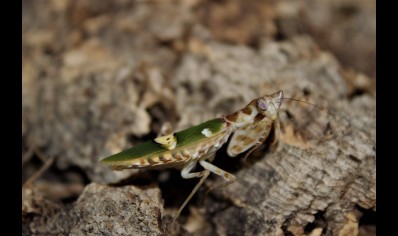 Creobroter Sp yunnan - Yunnan Flower Mantis (C/B by BugzUK)