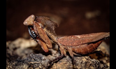 Deroplatys dessicata - Dead Leaf Mantis (C/B by BugzUK)